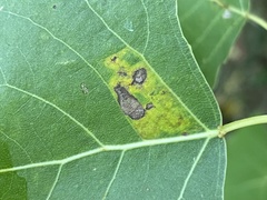 Stigmella populetorum