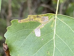 Stigmella populetorum