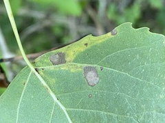 Stigmella populetorum