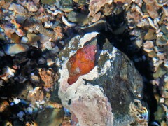 Nodopelagia brazieri