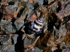 Engina zonalis