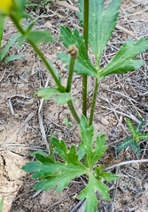 Ranunculus petiolaris