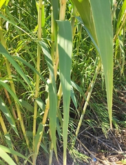 Arundo donax