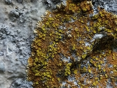 Leproplaca cirrochroa