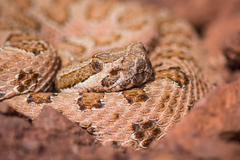 Crotalus oreganus concolor