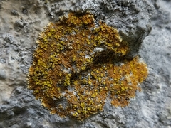 Leproplaca cirrochroa