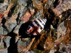 Engina zonalis