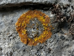 Leproplaca cirrochroa