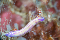 Hypselodoris alboterminata