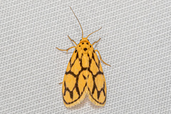 Miltochrista conjunctana