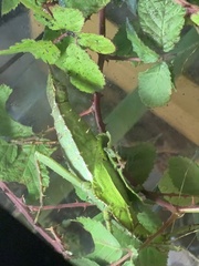 Heteropteryx dilatata
