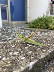 Acrida cinerea
