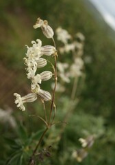 Silene graminifolia