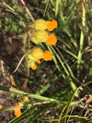 Hermannia althaeoides