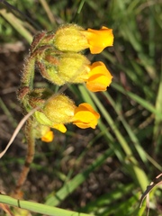 Hermannia althaeoides