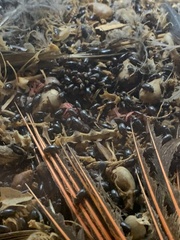 Alphitobius diaperinus