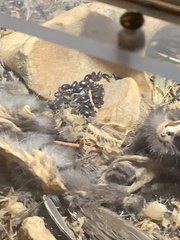 Alphitobius diaperinus