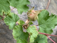 Rubus deliciosus