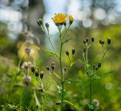 Hieracium krylovii