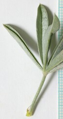 Lupinus caudatus caudatus