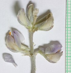 Lupinus caudatus caudatus