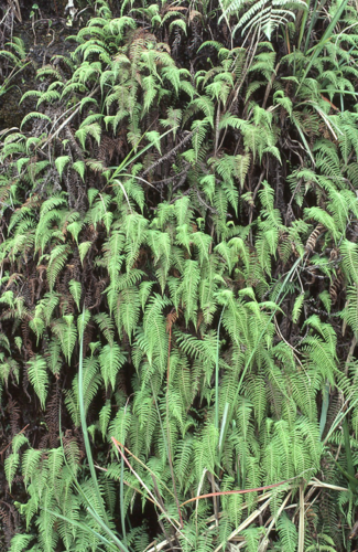 Thelypteris beddomei iNat (1)