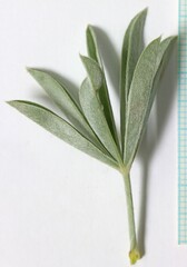 Lupinus caudatus caudatus
