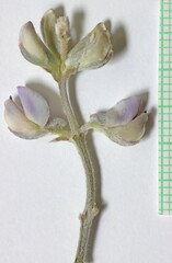 Lupinus caudatus caudatus
