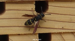 Euodynerus nipanicus