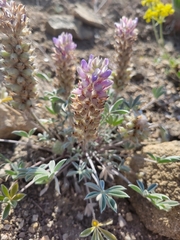 Lupinus lepidus ashlandensis