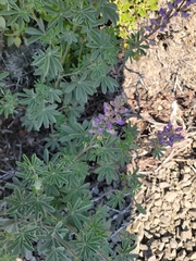 Lupinus lepidus ashlandensis