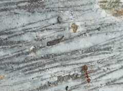 Oecophylla smaragdina