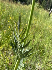 Angelica capitellata