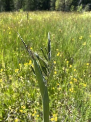 Angelica capitellata
