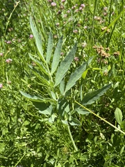 Angelica capitellata