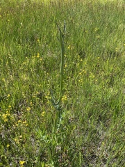 Angelica capitellata