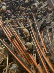 Alphitobius diaperinus