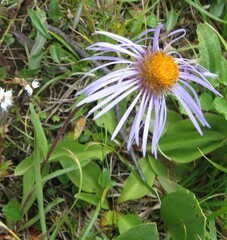 Aster flaccidus