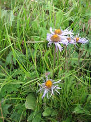 Aster flaccidus