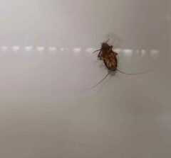 Periplaneta australasiae