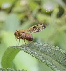 Xyphosia