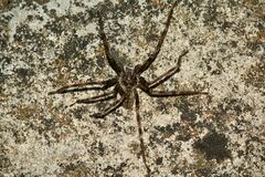 Eusparassus