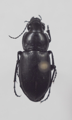 Poecilus punctulatus