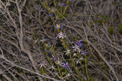 Calectasia