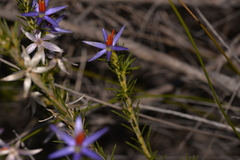 Calectasia