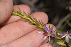 Calectasia