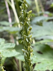 Platanthera limosa