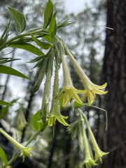 Lithospermum macromeria
