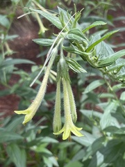 Lithospermum macromeria