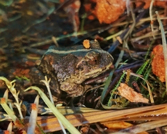 Eupsophus vertebralis